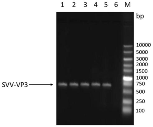 Novel genetic engineering vaccine of porcine Seneca virus as well as preparation method and application of novel genetic engineering vaccine
