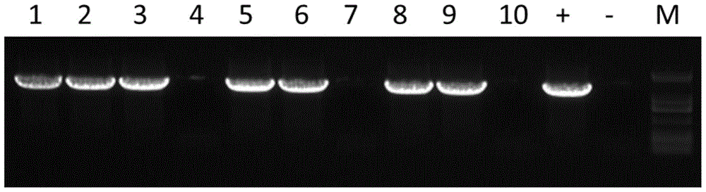 A kind of aatsw2 gene promoter and its application and preparation method