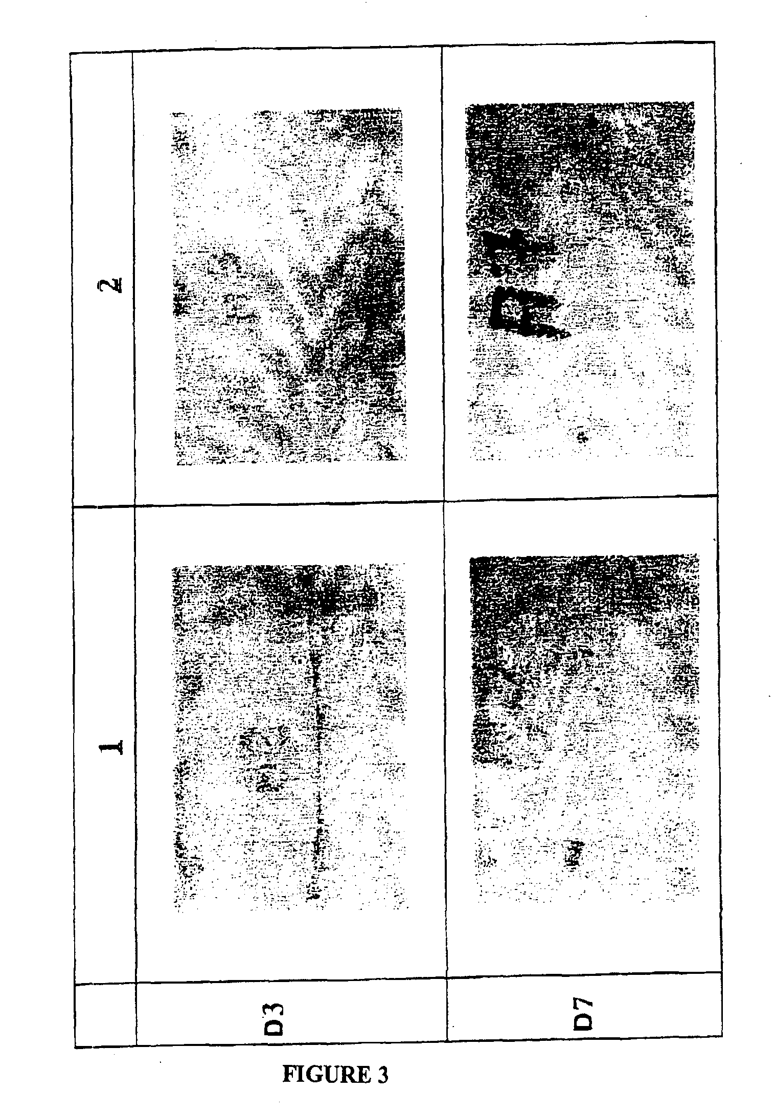 Pharmaceutical compositions with wound healing or anti-complementary activity comprising a dextran derivative