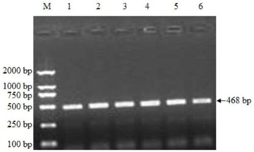 A method for detecting single nucleotide polymorphism of sheep kitlg gene and its application