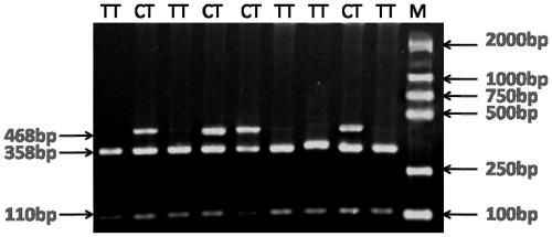 A method for detecting single nucleotide polymorphism of sheep kitlg gene and its application