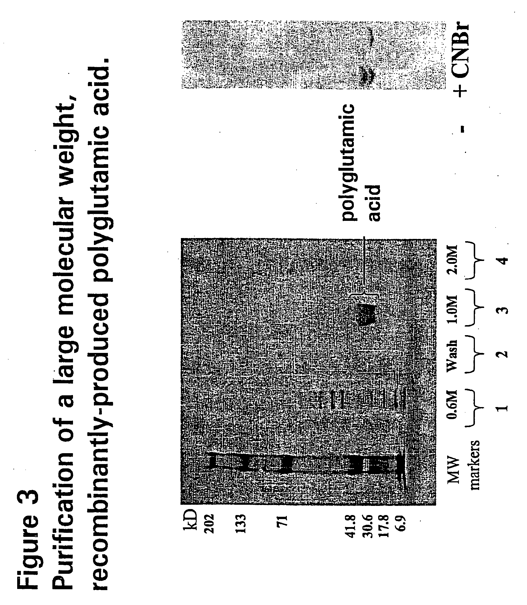 Recombinant Production of Polyanionic Polymers, and Uses Thereof
