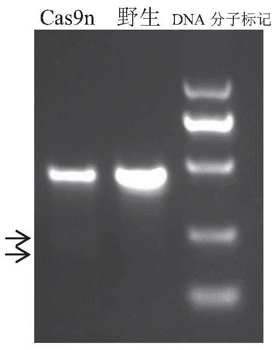 SgRNA (small guide ribonucleic acid) pair for specifically identifying porcine H11 locus, and coding DNA (deoxyribonucleic acid) and application thereof