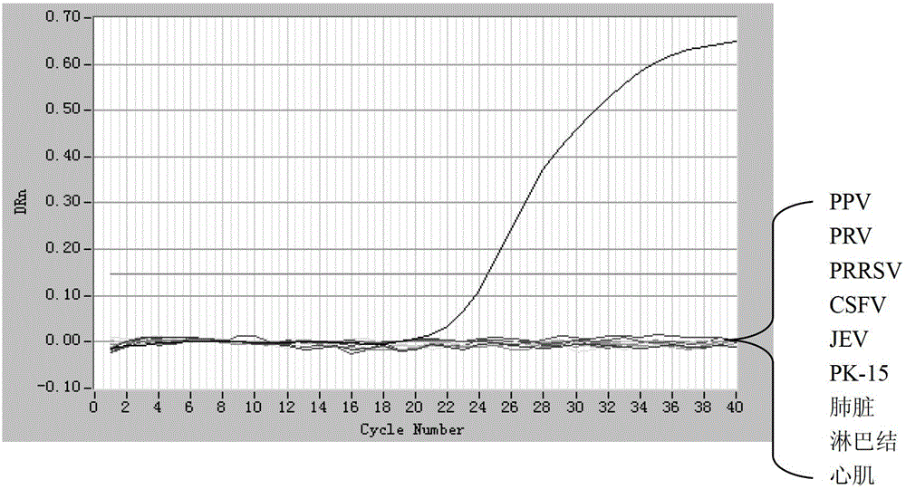 Dual real-time fluorescence PCR (Polymerase Chain Reaction) detection primer pair, probes, kit and detection method for type 1 and type 2 porcine circovirus