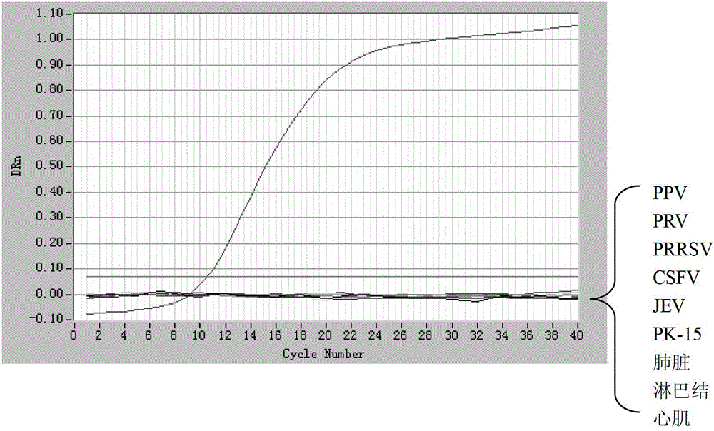 Dual real-time fluorescence PCR (Polymerase Chain Reaction) detection primer pair, probes, kit and detection method for type 1 and type 2 porcine circovirus