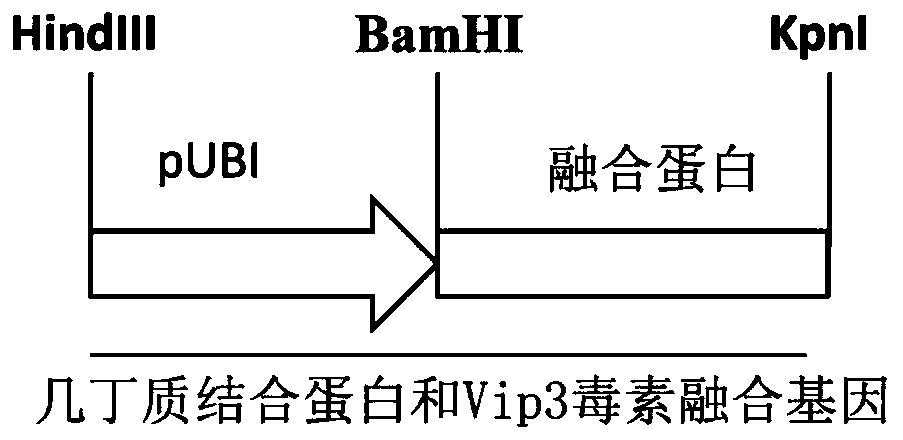 A kind of anti-insect fusion gene, encoded protein and application thereof