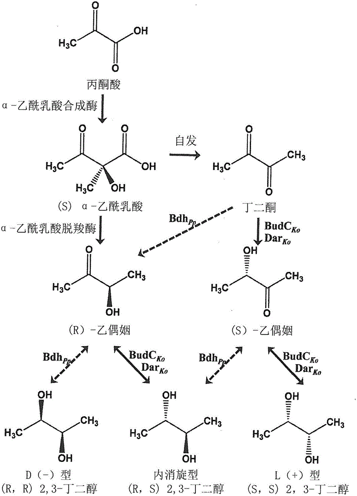 Recombinant microorganism having increased d(-) 2,3-butanediol productivity, and method for producing d(-) 2,3-butanediol by using same