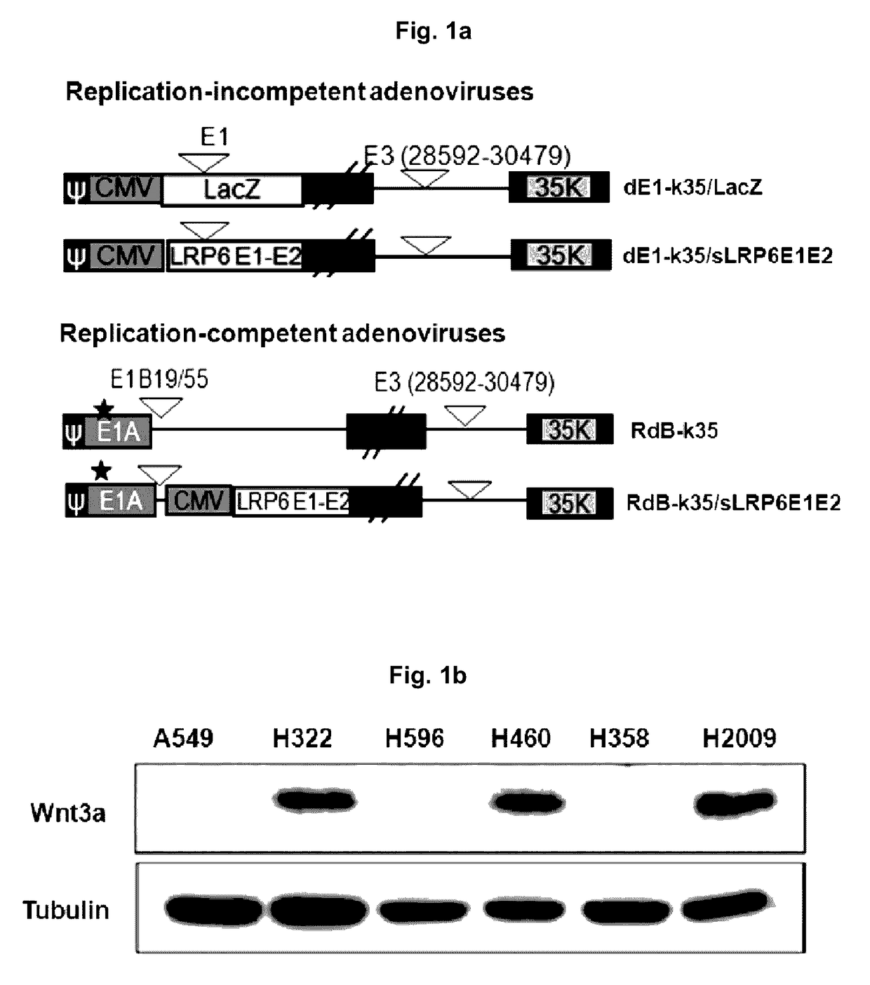Anti-cancer compositions containing WNT decoy receptor