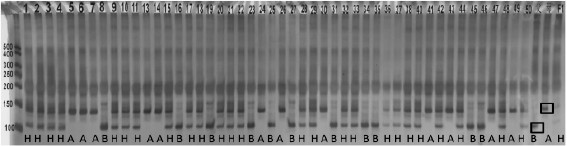 Watermelon grain size gene and its SNP molecular marker and application