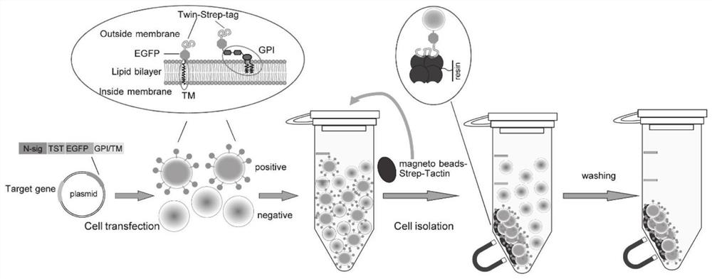 Positive transfected cell affinity sorting method and kit