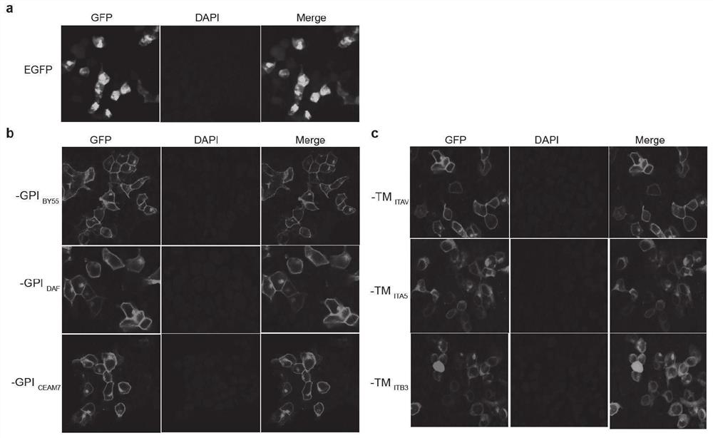 Positive transfected cell affinity sorting method and kit