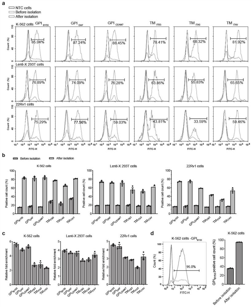 Positive transfected cell affinity sorting method and kit