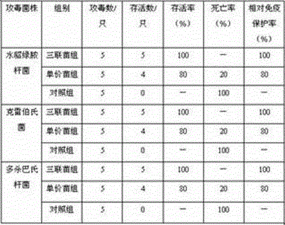 A kind of mink Pseudomonas aeruginosa, Klebsiella, Pasteurella triple inactivated vaccine