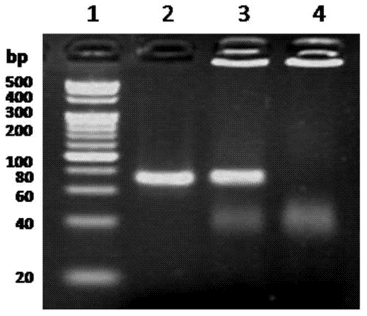 Detection primers, probe and detection method of highly pathogenic porcine reproductive and respiratory syndrome virus