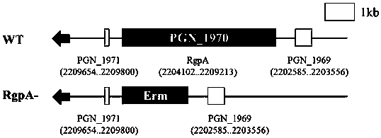 Preparation method of porphyromonas gingivalis rgpa gene knockout mutant strain