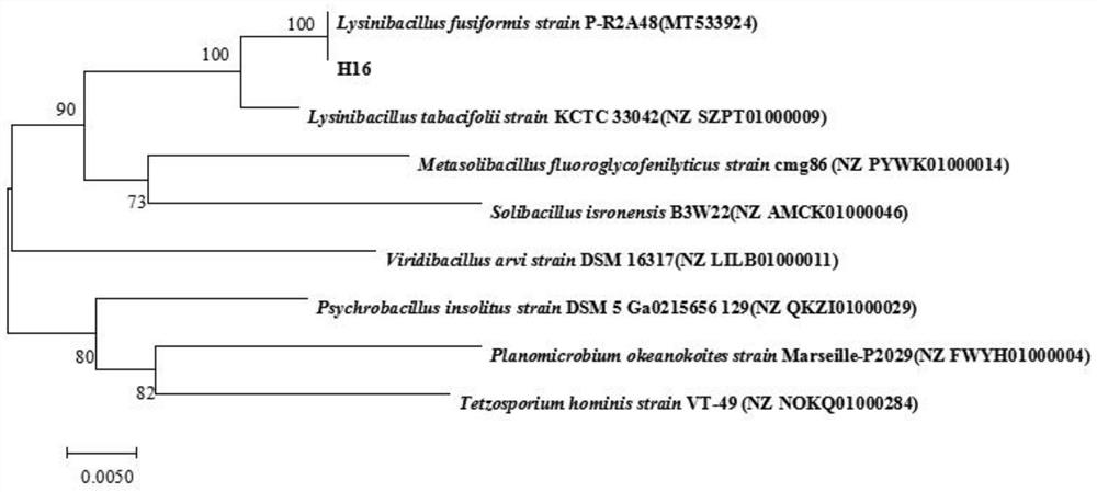 Lysinibacillus fusiformis H16 and application thereof