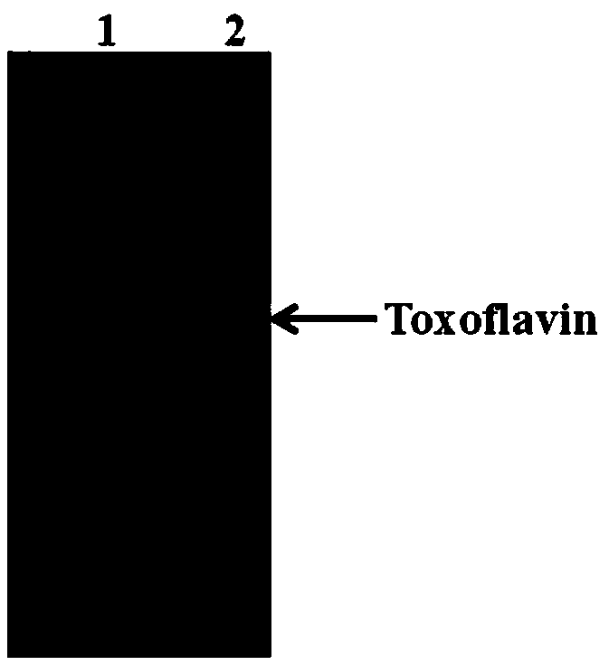 Toxoflavin high-producing strain and application thereof