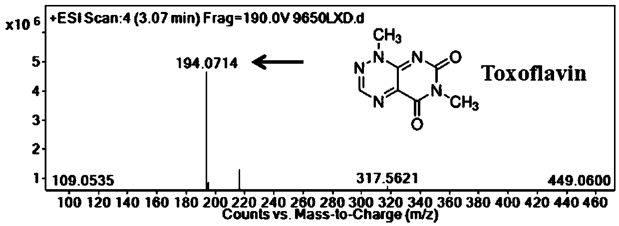 Toxoflavin high-producing strain and application thereof