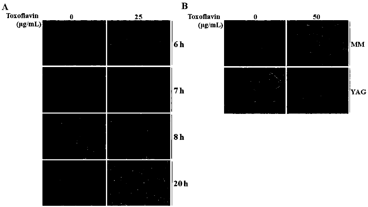 Toxoflavin high-producing strain and application thereof