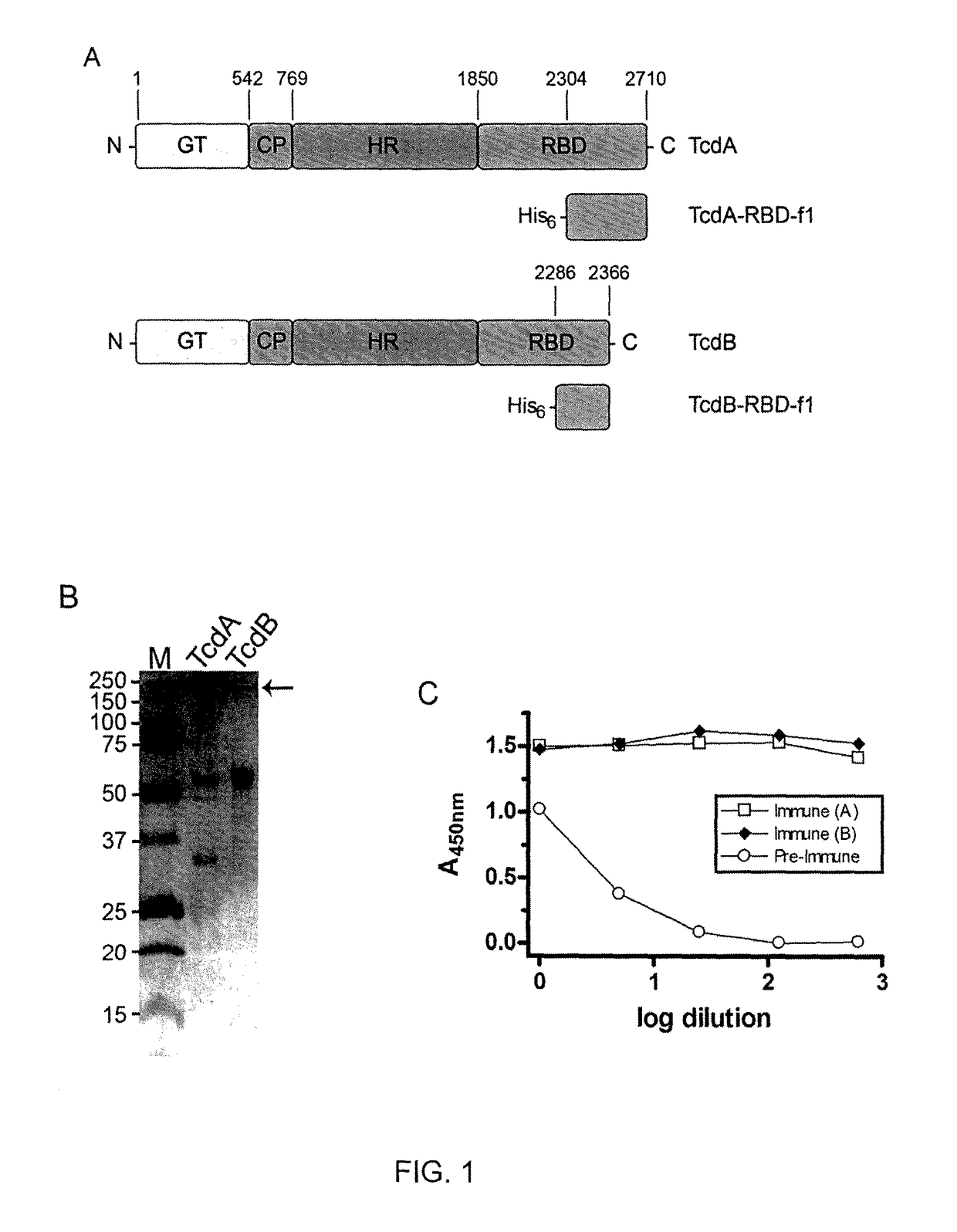 <i>Clostridium difficile</i>-specific antibodies and uses thereof