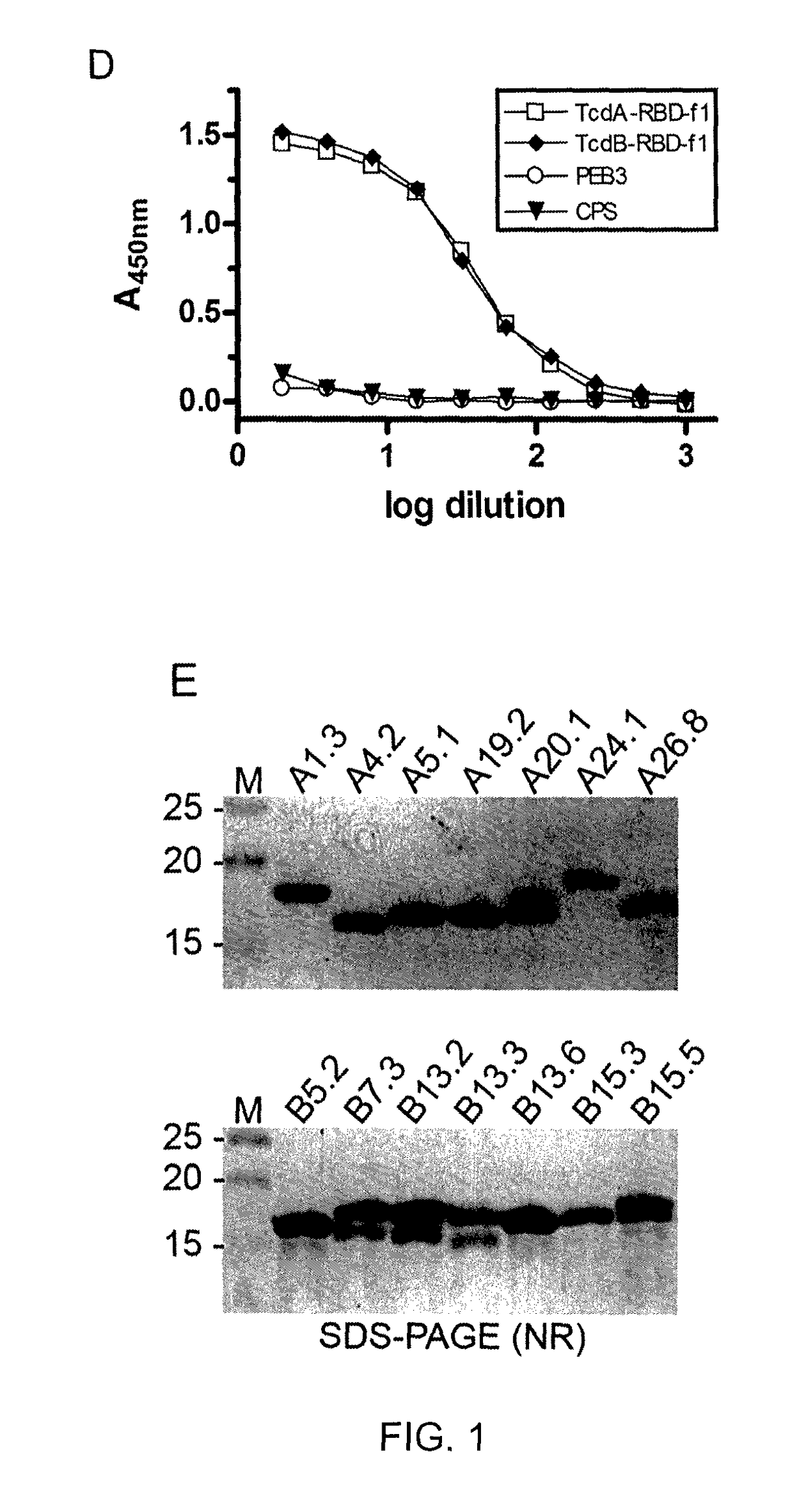 <i>Clostridium difficile</i>-specific antibodies and uses thereof