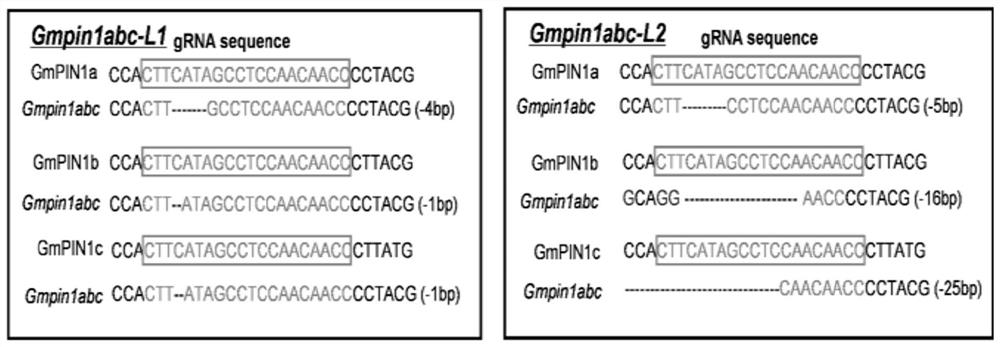 A method for regulating soybean nodulation and dense planting by gmpin1 gene mutation and its application