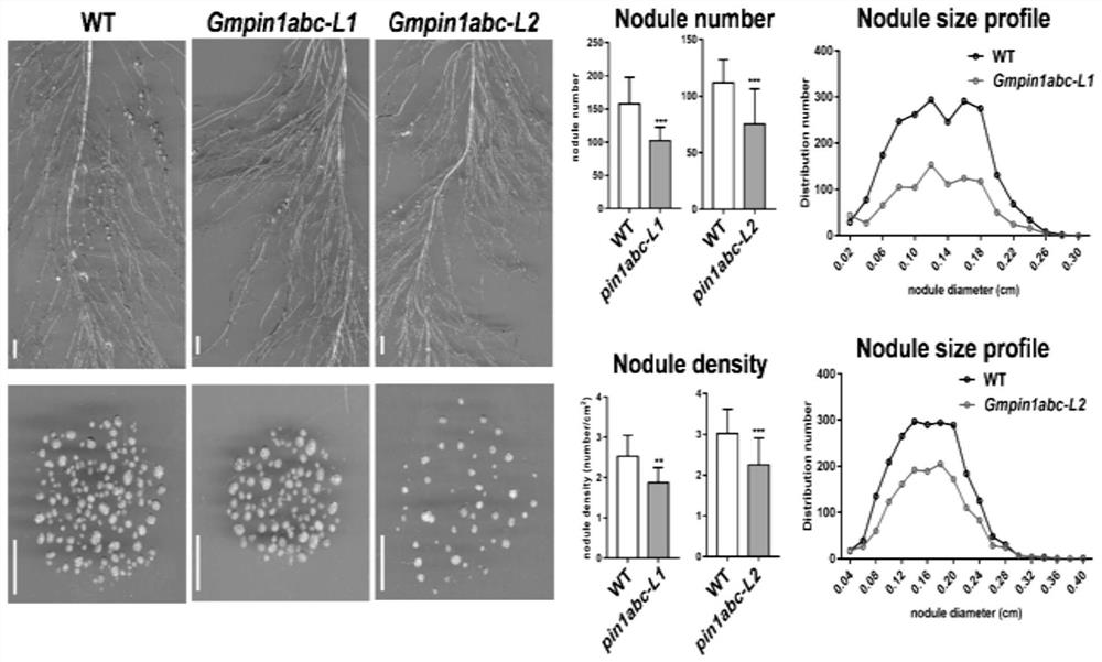 A method for regulating soybean nodulation and dense planting by gmpin1 gene mutation and its application