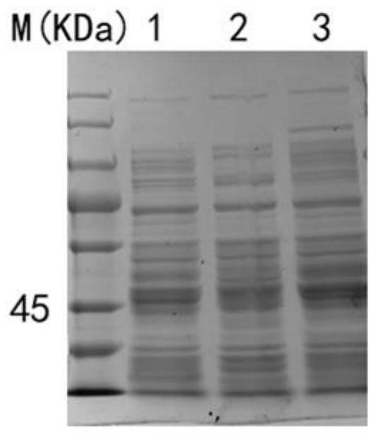 Expression and Purification of Peach Receptor-Like Protein Kinase