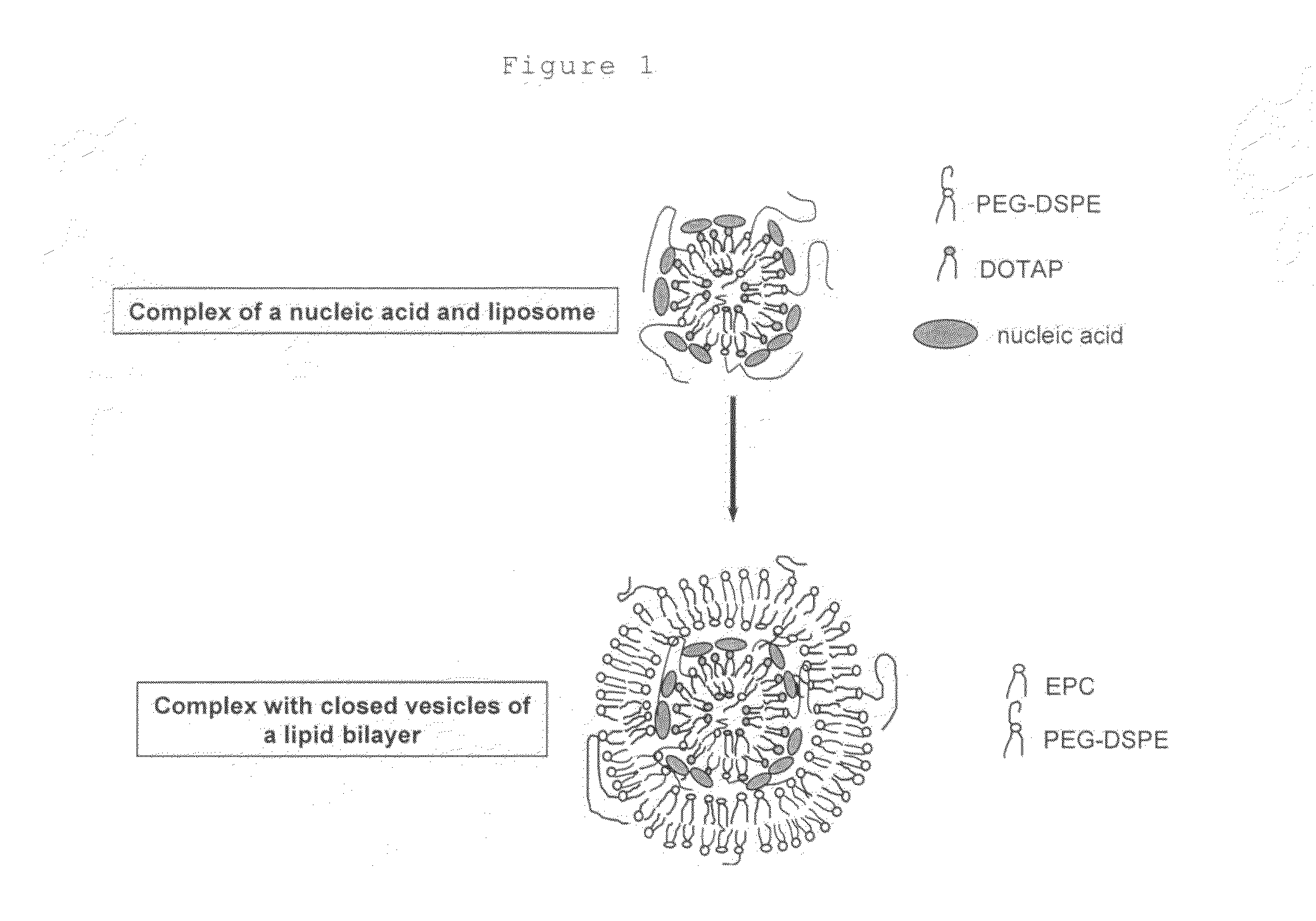 Method for coating fine particles with lipid membrane