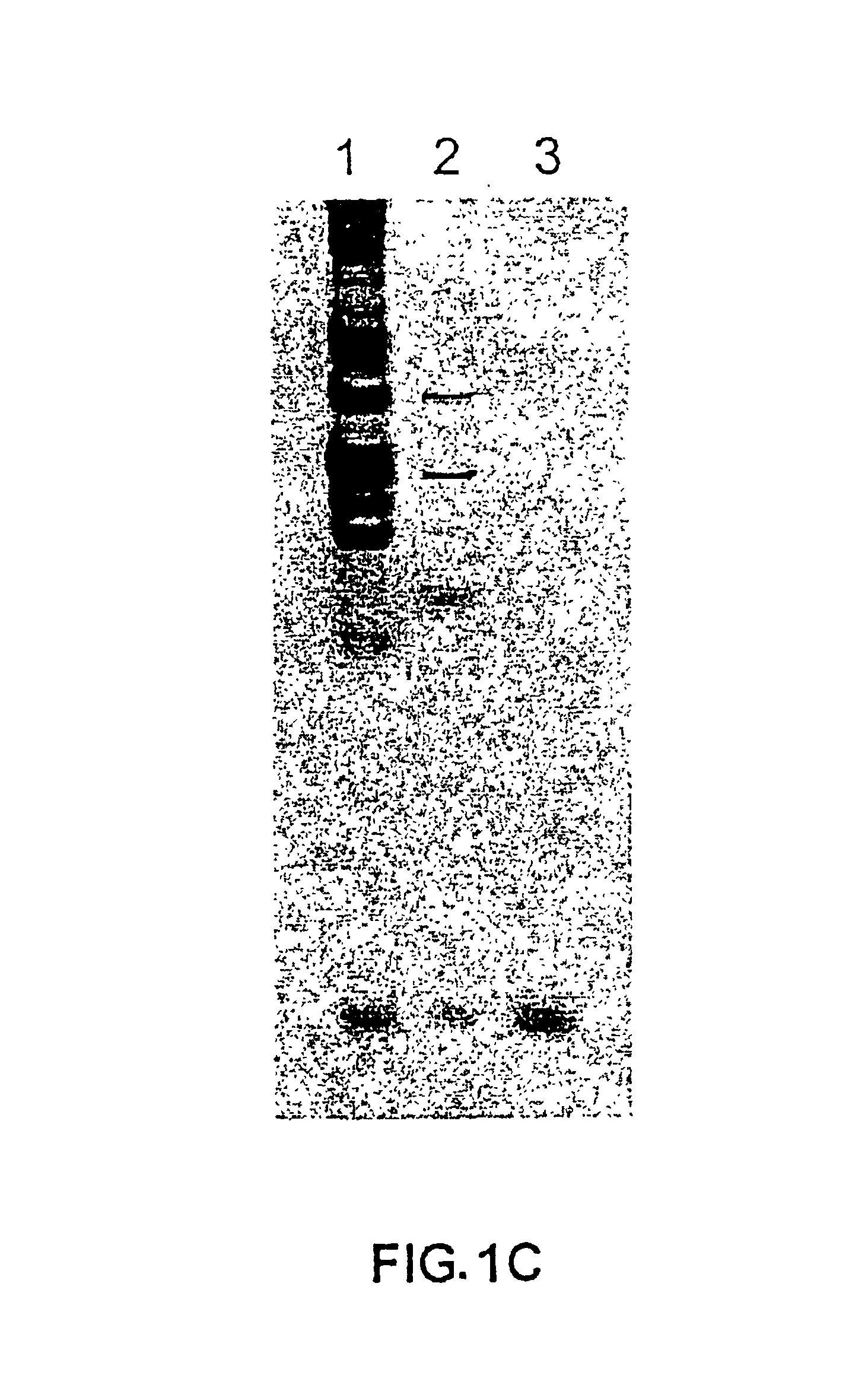 Antimicrobial theta defensins and methods of using same