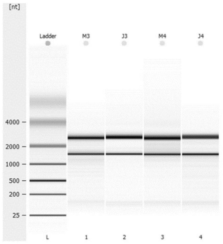 Multifunctional enzyme gene HG27 and application