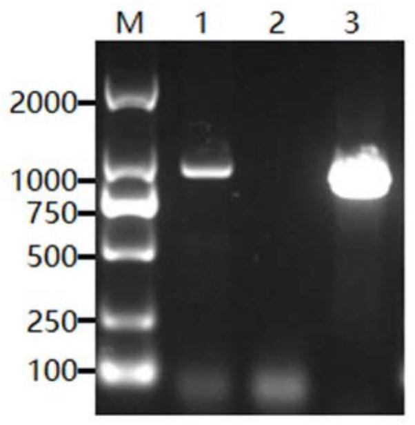 Clostridium perfringens beta toxin mutant protein and its preparation method, application and vaccine