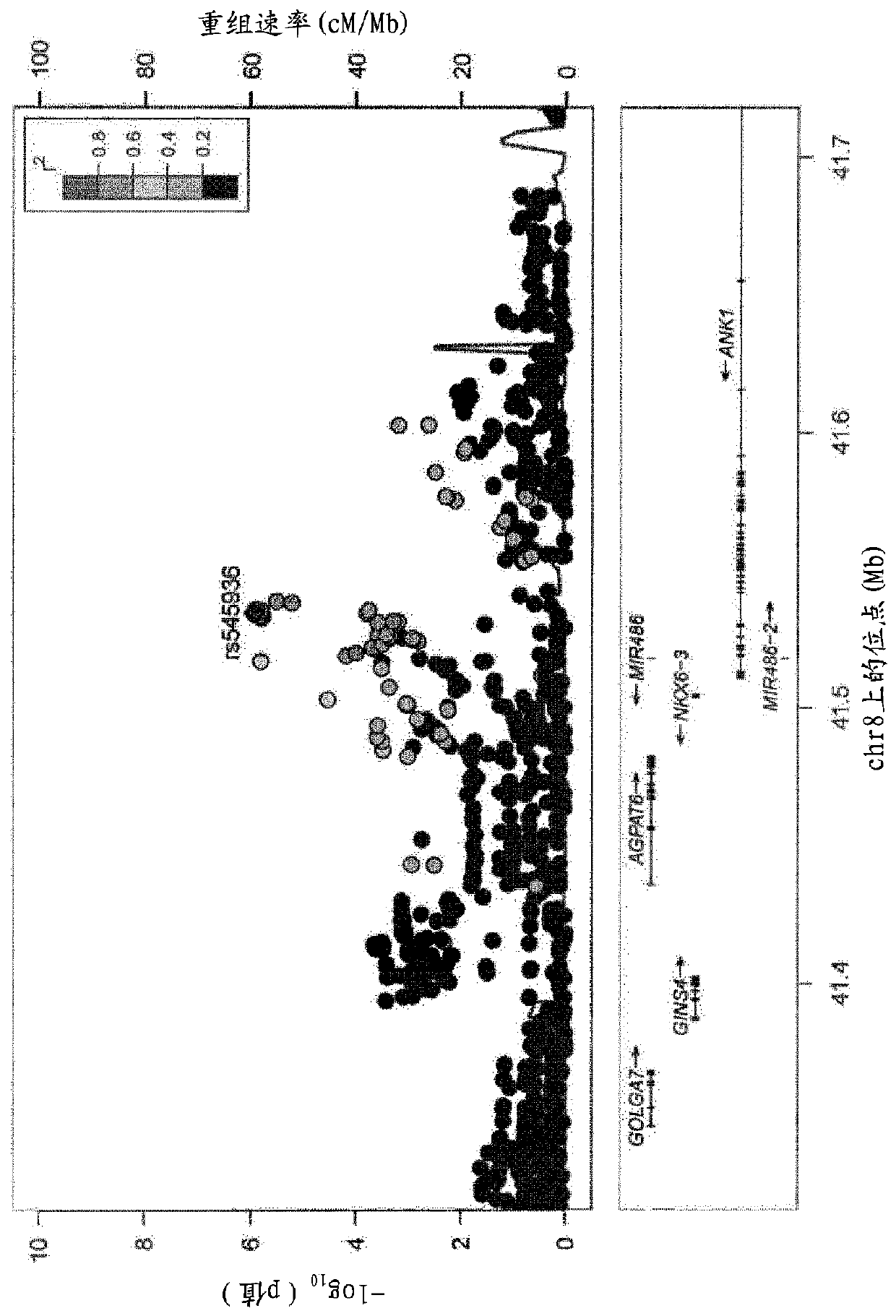 Methods of modulating ANK1