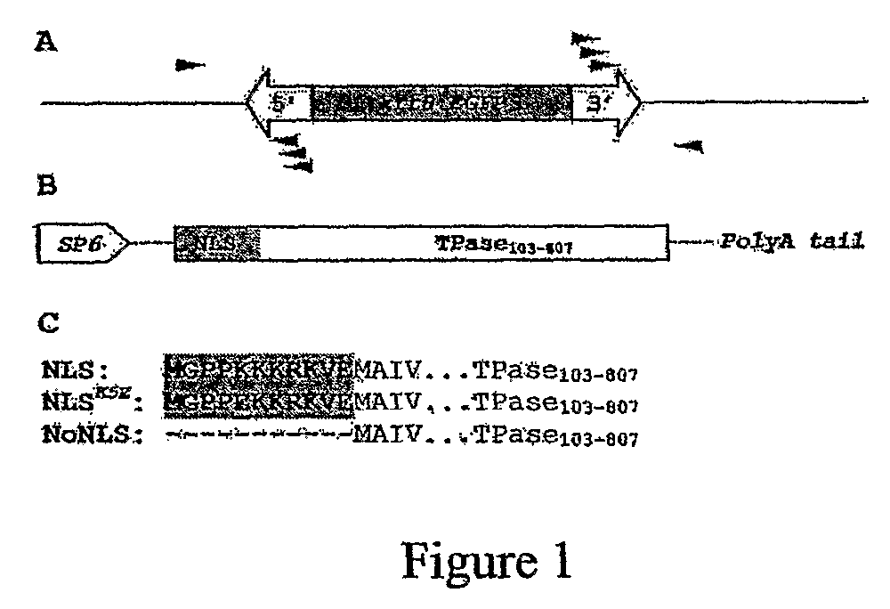 Transposition of maize AC/DS elements in vertebrates