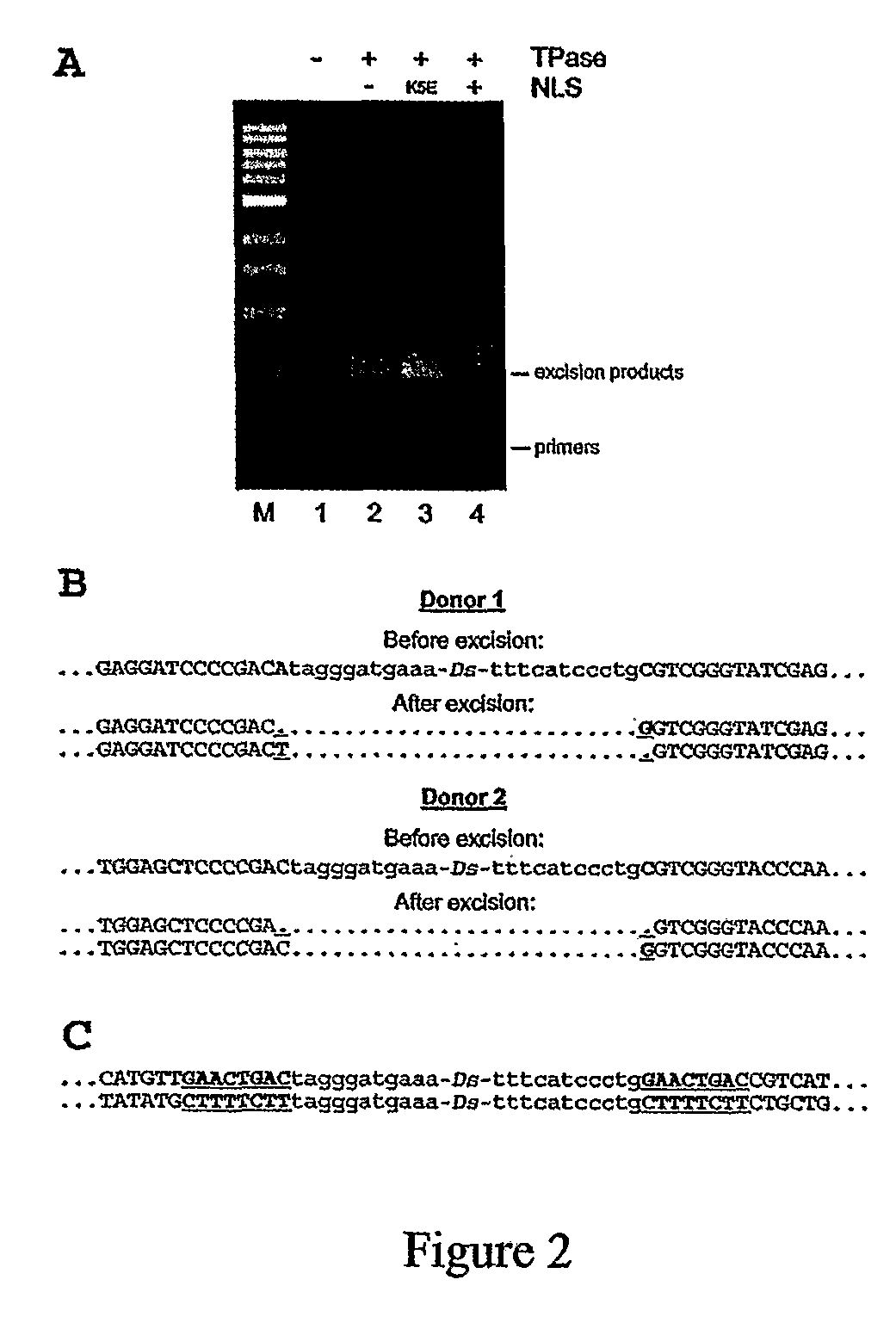 Transposition of maize AC/DS elements in vertebrates