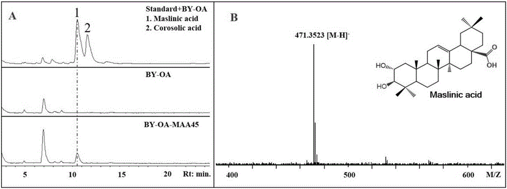 Triterpene-2-alpha-hydroxylase MAA45, related biological materials thereof and application of triterpene two-bit alpha-hydroxylase MAA45 and related biological materials in preparing maslinic acid and corosolic acid