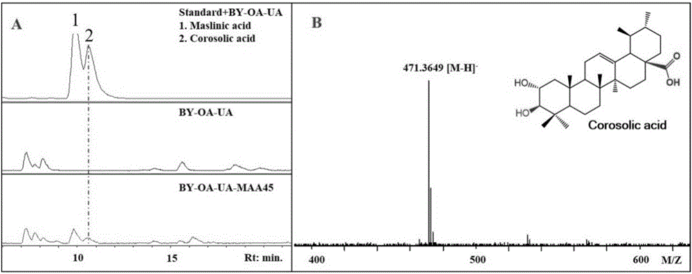 Triterpene-2-alpha-hydroxylase MAA45, related biological materials thereof and application of triterpene two-bit alpha-hydroxylase MAA45 and related biological materials in preparing maslinic acid and corosolic acid
