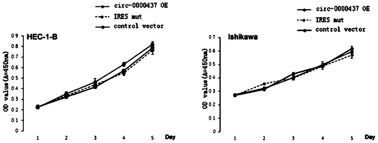 Micropeptide and medicament for treating cancer