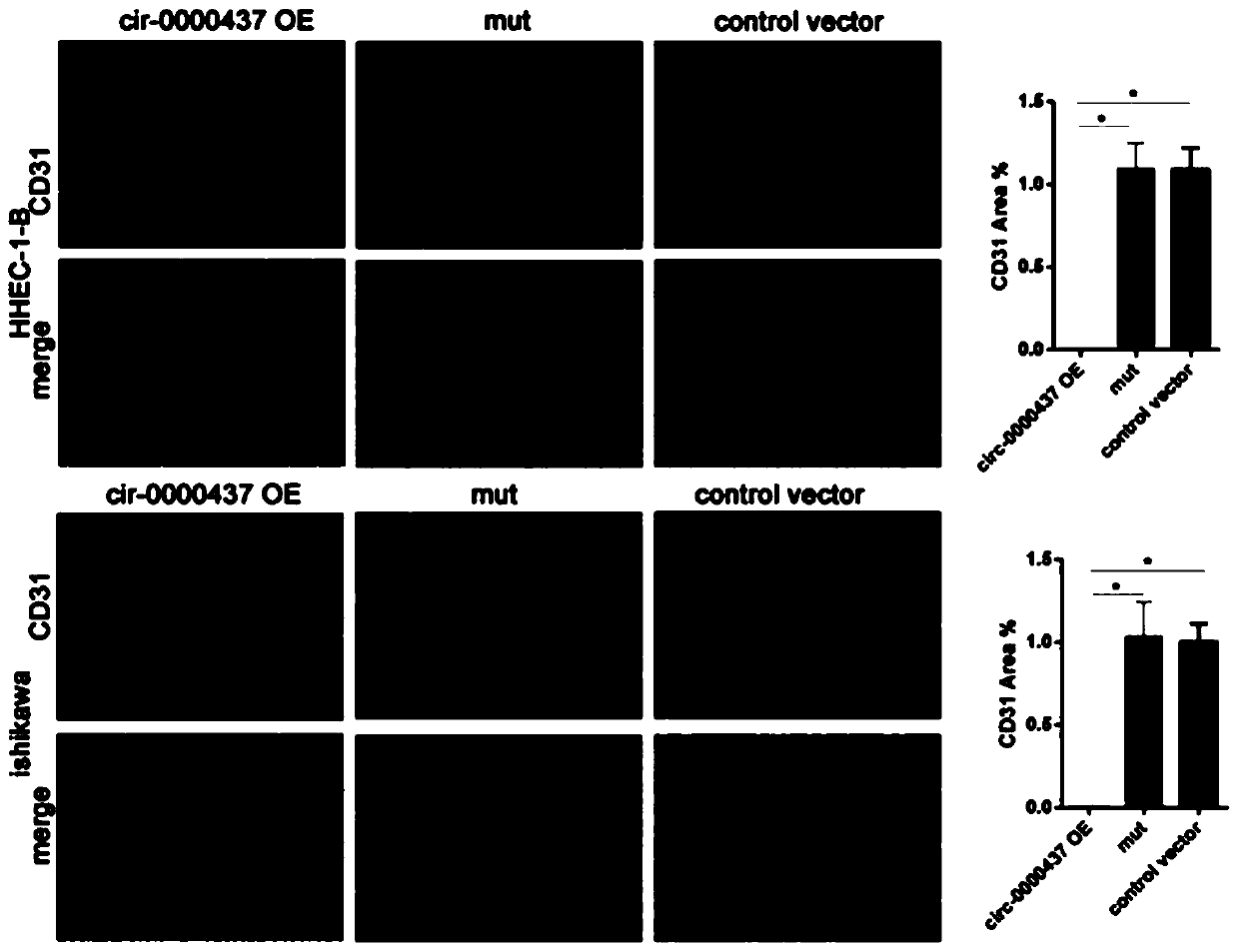 Micropeptide and medicament for treating cancer