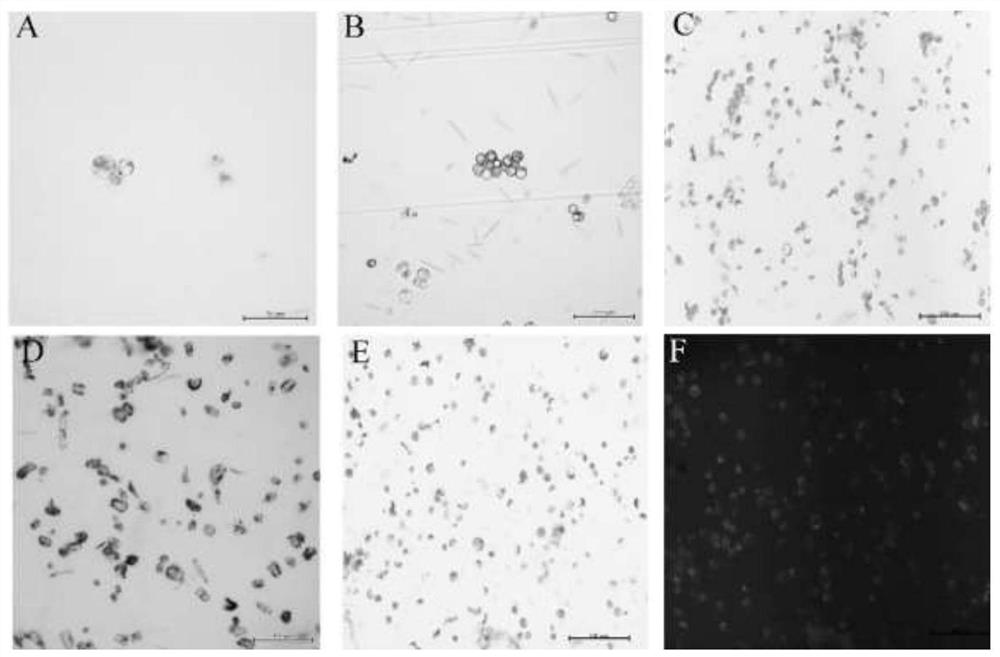 Hydrangea macrophylla protoplast preparation and transient transformation method