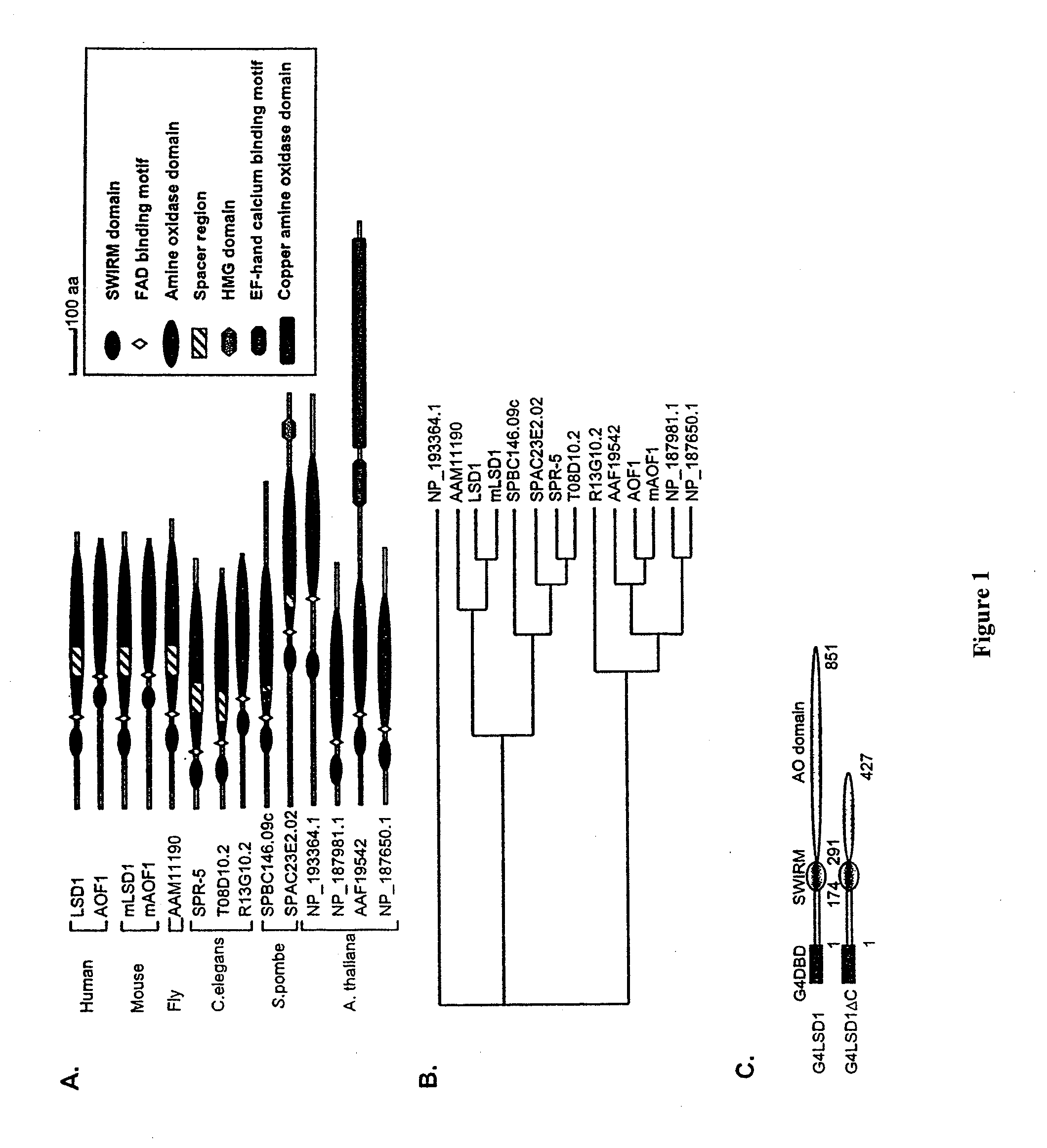 Histone Demethylation Mediated by the Nuclear Amine Oxidase Homolog LSD1
