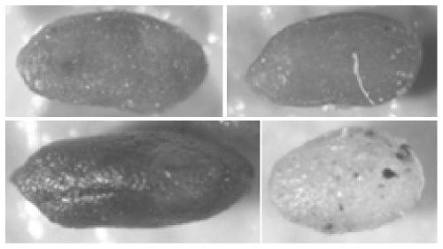 A Nondestructive Separation Method for Microfossils