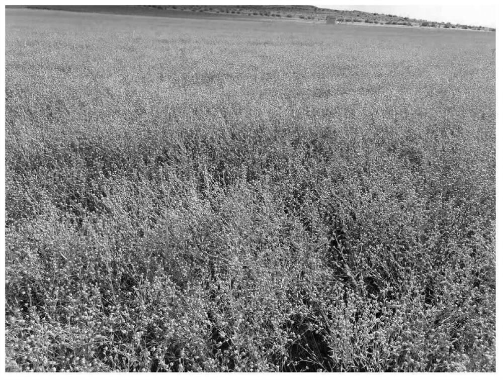 Herbicide for flax and application thereof