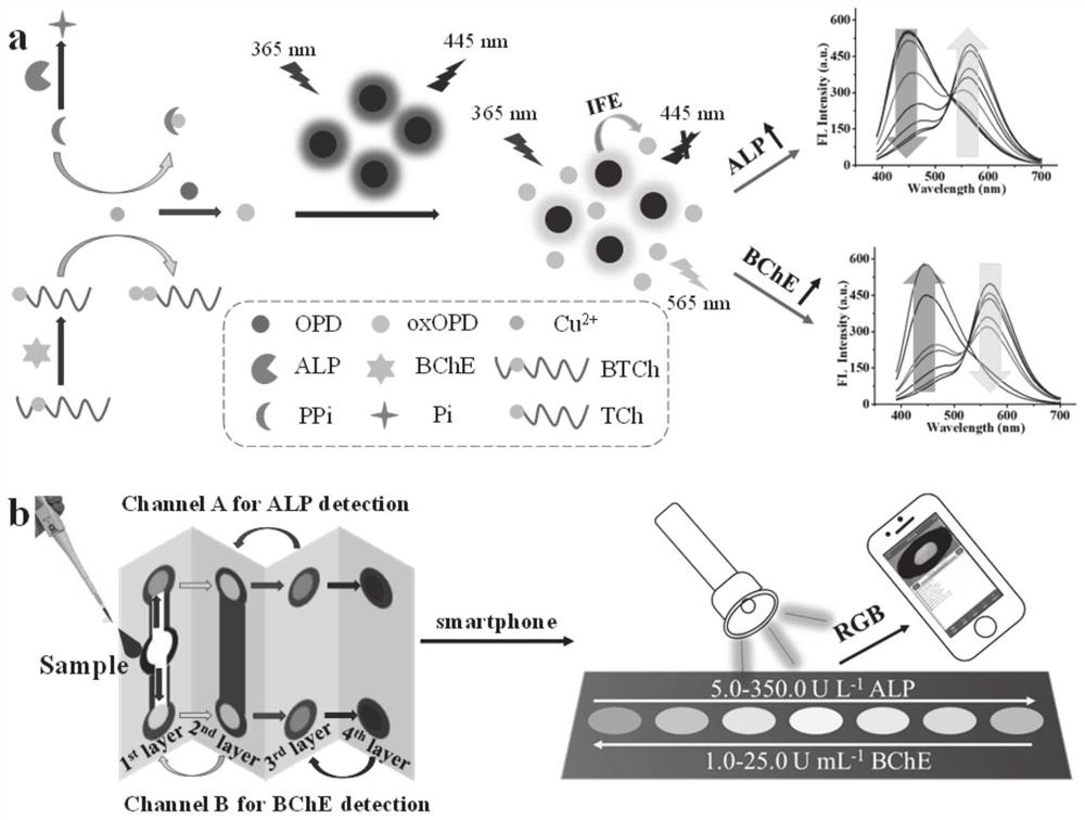 3D folding ratio fluorescent microfluidic device and method for simultaneously detecting alkaline phosphatase and butyrylcholine esterase