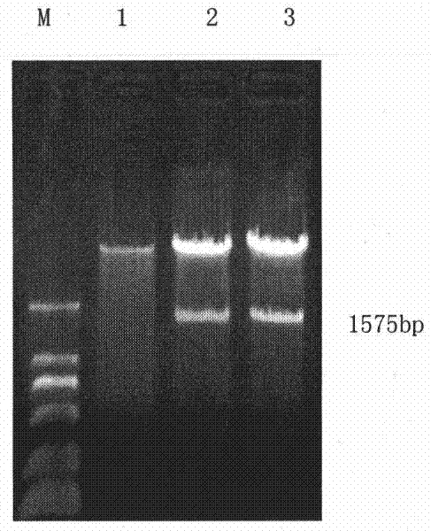 Recombinant anthropogenic hepatocyte growth factor (HGF) activating factor and application thereof