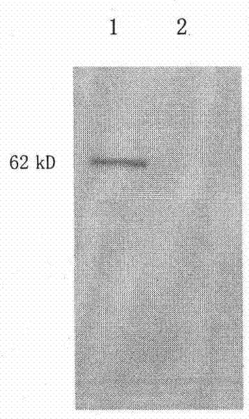 Recombinant anthropogenic hepatocyte growth factor (HGF) activating factor and application thereof