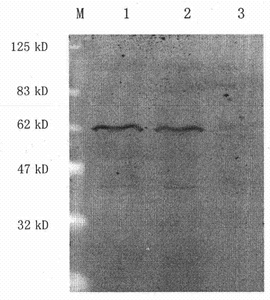 Recombinant anthropogenic hepatocyte growth factor (HGF) activating factor and application thereof