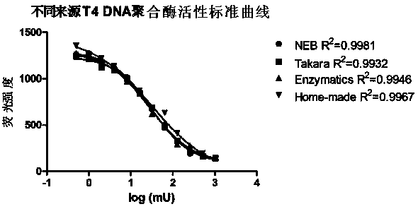 Measuring method of activity of T4 DNA polymerase