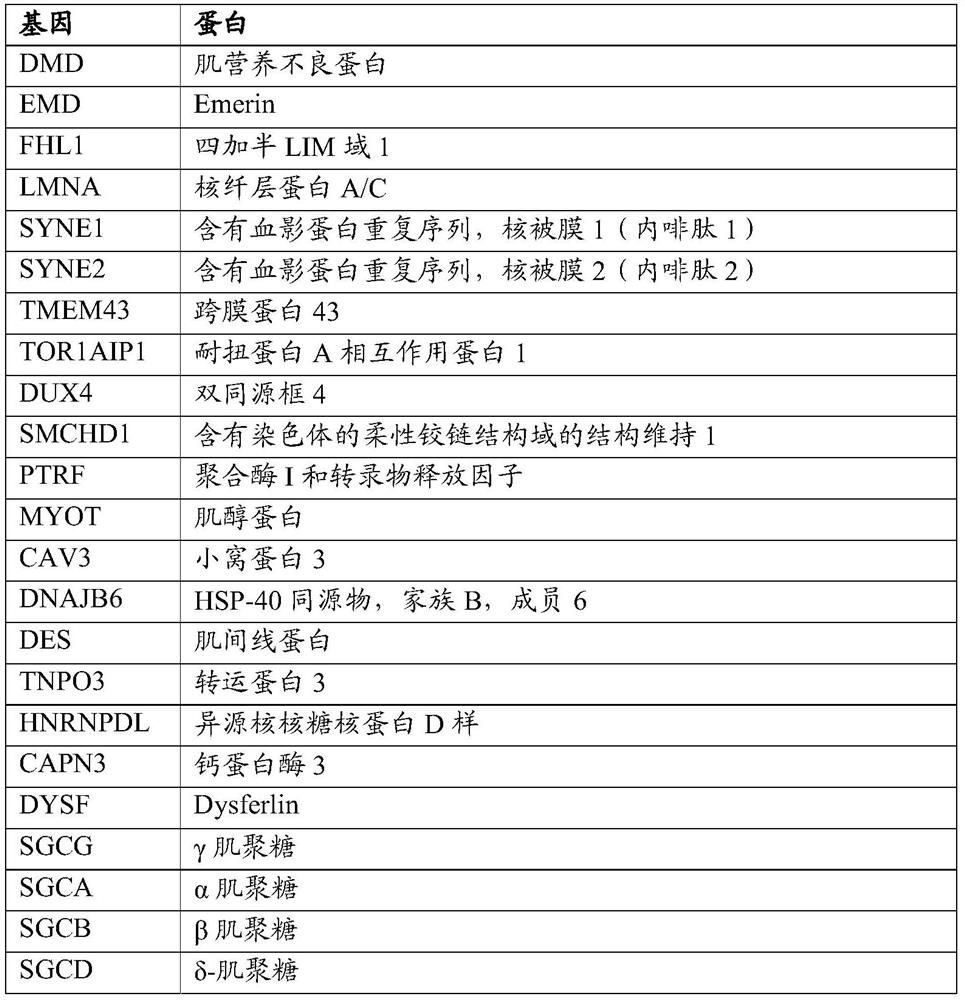 PEPTIDE-MODIFIED HYBRID RECOMBINANT ADENO-ASSOCIATED VIRUS SEROTYPE BETWEEN AAV9 AND AAVrh74 WITH REDUCED LIVER TROPISM AND INCREASED MUSCLE TRANSDUCTION