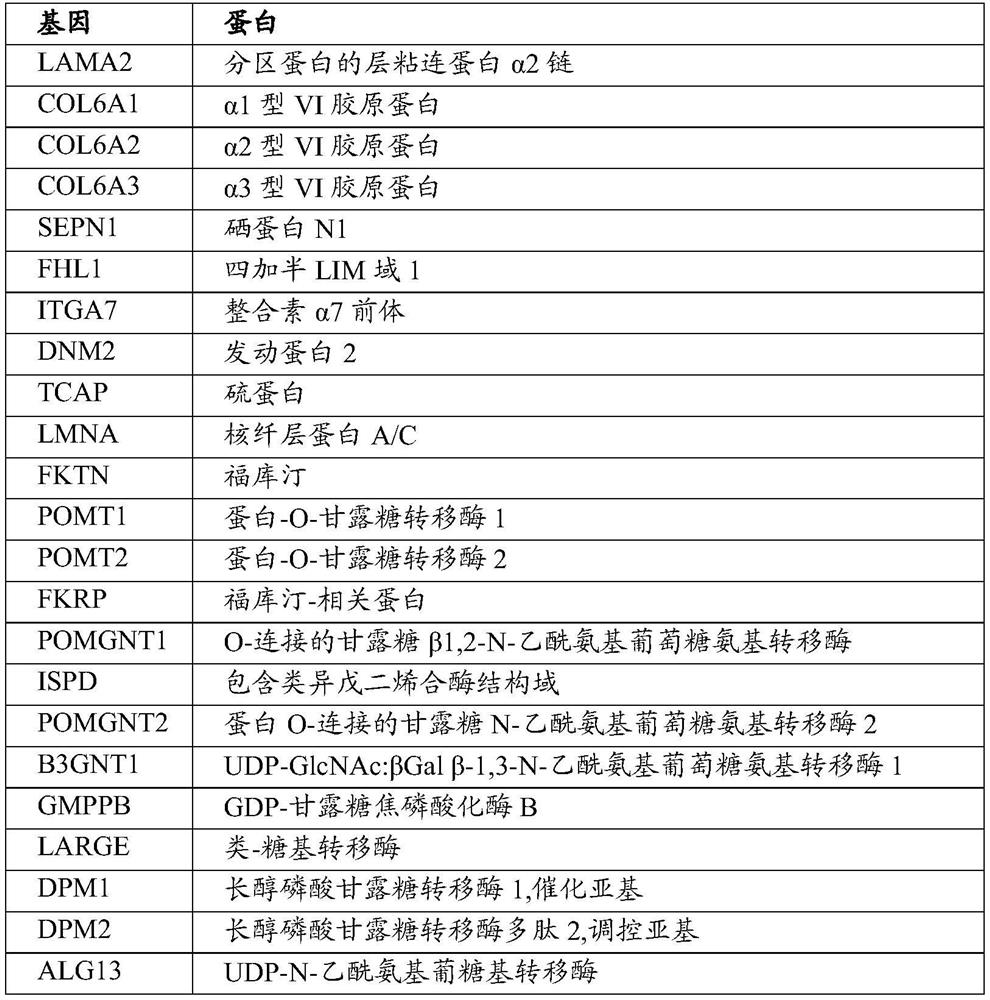 PEPTIDE-MODIFIED HYBRID RECOMBINANT ADENO-ASSOCIATED VIRUS SEROTYPE BETWEEN AAV9 AND AAVrh74 WITH REDUCED LIVER TROPISM AND INCREASED MUSCLE TRANSDUCTION